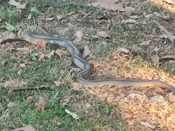 Општина Карпош става „репелент“ за заштита, откако се појави змија во паркот кај Веро 2