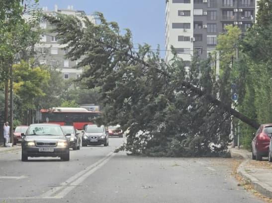 Поради невремето во Скопје на 112 повеќе пријави за паднати дрвја, скинати кабли на ЕВН и оштетување на приватна сопственост