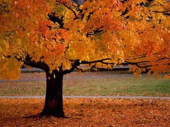 Облачно со температури до 19 степени