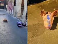 Свински глави фрлени пред девет џамии во Париз, сторителите избегале во автомобил со српски таблички