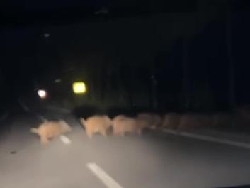 Диви свињи во близина на манастирот СВ. Наум (видео)