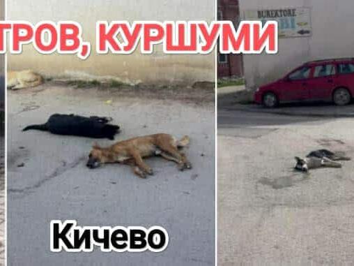 Анима Мунди: Отров и куршуми на улиците на Кичево – ќе се јави ли Фатмир Дехари?