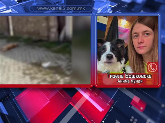 „Анима Мунди“ бара итна истрага по масакрот на кучињата во Кичево