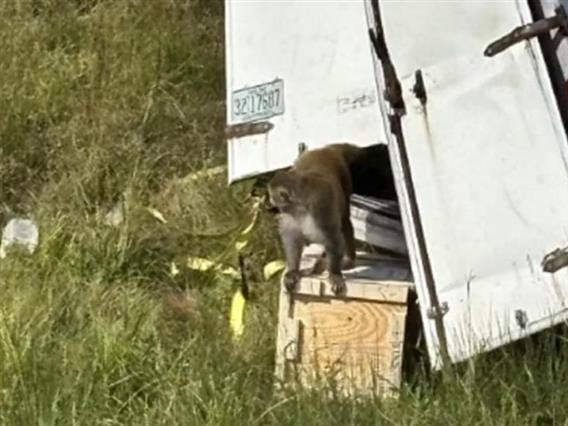 Камион полн со мајмуни се преврте во Мисисипи, повеќето животни се убиени: Шират болести (ВИДЕО)