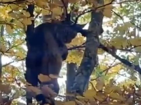 Рис снимен во Новосело - кичевско: Најголемата дива мачка на Балканот се искачи на дрво