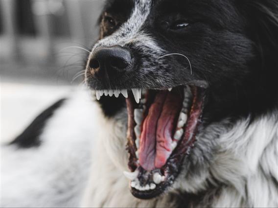 Куче усмртило бебе старо девет месеци: Полицајците ја опколиле куќата и затекнале вознемирувачки призори