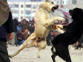 Грк, Косовец и двајца македонски државјани организирале борби со кучиња- добија обвиненија 