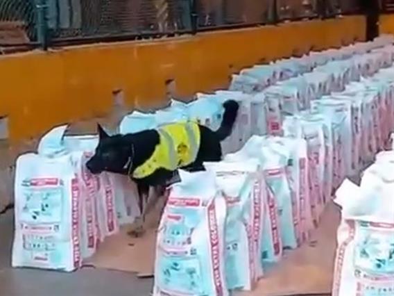 Колумбија заплени рекордно количество кокаин- 14 тони биле наменети за Холандија (ВИДЕО)