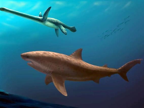 Откриени се остатоци од праисториска ајкула долга осум метри