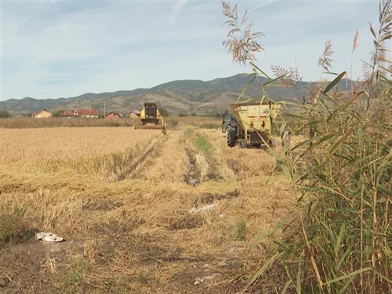 Дождовите годинава го уништија производството на ориз во Македонија