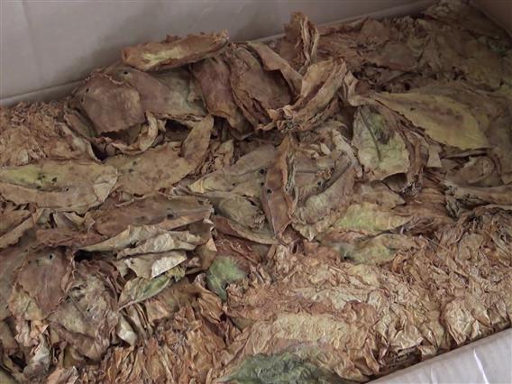 Почнува масовниот откуп на тутунот, тутунарите незадоволни