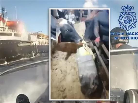 Нарко- крави: Картелите измислија нов начин за шверц на дрога преку бродови со добиток 