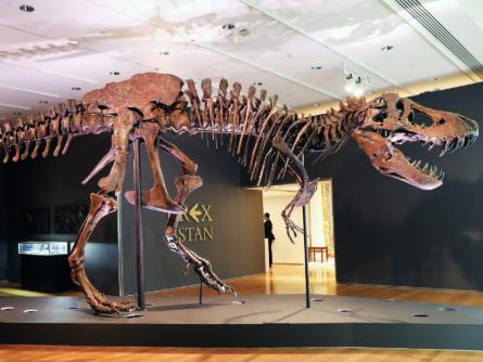 Ново истражување: На „Tyrannosaurus rex “ му требале околу 40 години за да ја достигне својата големина