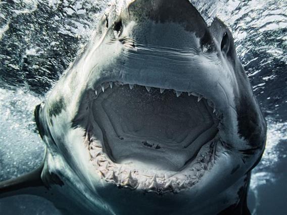 Австралиски плажи затворени по три напади од ајкули за два дена