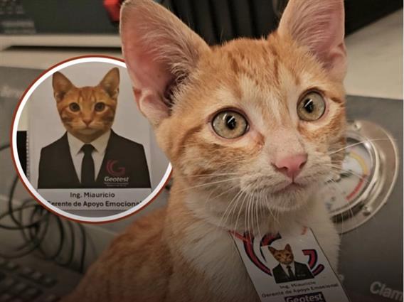 Мексиканска фирма го вработи мачорот Мјаурисио како „менаџер за емоционална поддршка“