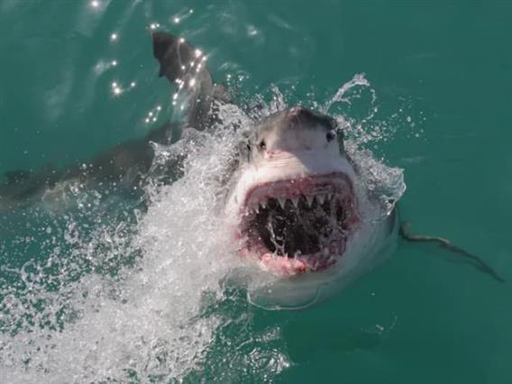 Момче загина при напад на ајкула пред неговите соученици- ужас на позната плажа во Бразил 