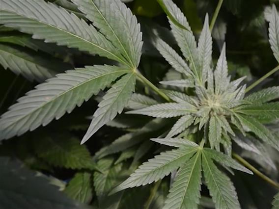 Со правилник во 2023 се овозможило канабис да се одгледува и на отворен простор, имало ли злоупотреби ќе открие истрагата  