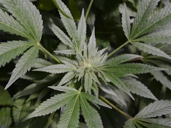 Ќе се проверуваат сите компании кои се занимаваат со производство на канабис