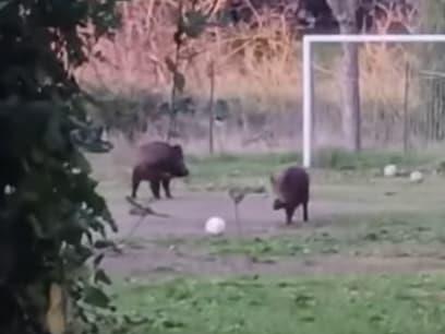 Диви свињи си играат фудбал – несекојдневна сцена во Рим (ВИДЕО)
