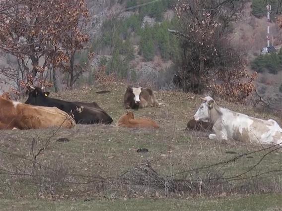 Десет дена рок за решавање на проблемот со кравите во Крива Паланка