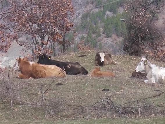 Продолжува сагата со кравите во Крива Паланка