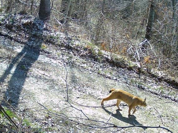 Регистрирани две нови единки балкански рис на Шар Планина - сега се вкупно пет