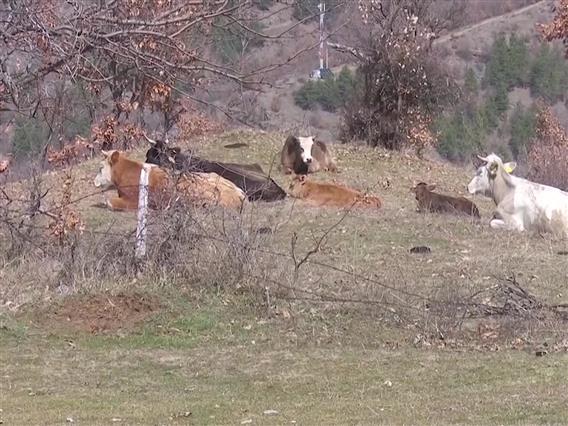 Шест вола „пребегале“ во Ѓуешево, Бугарија- заедничка комисија ќе одлучува околу нивната судбина