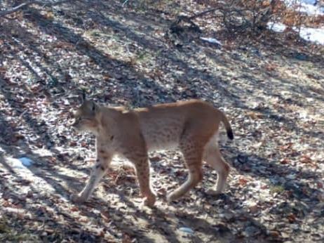 Балканскиот рис повторно фотографиран во Националниот парк "Шебеник"
