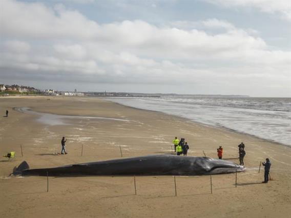 Кит долг 12 метри „заглавен“ на плажа во Франција