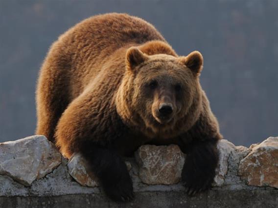 Огромна мечка нападнала американски војници за време на воена вежба на Алјаска