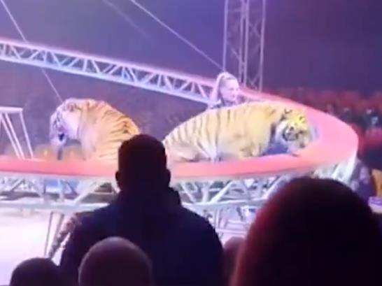 Видео: Тигар скокна во публика во циркус во Русија