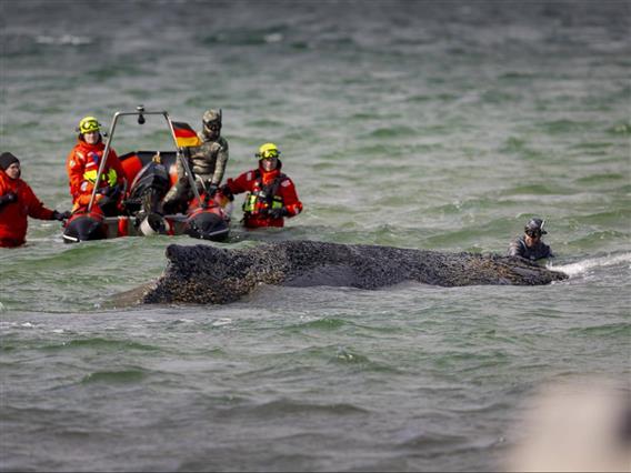 Фото: Болниот кит се уште е заглавен покрај германскиот брег поради нискиот водостој