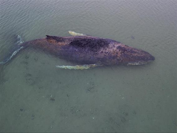 Планот за спасување на заглавениот кит кај брегот на Германија ќе биде ревидиран