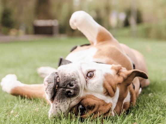 Што ви порачува кучето кога се тркала на грб?