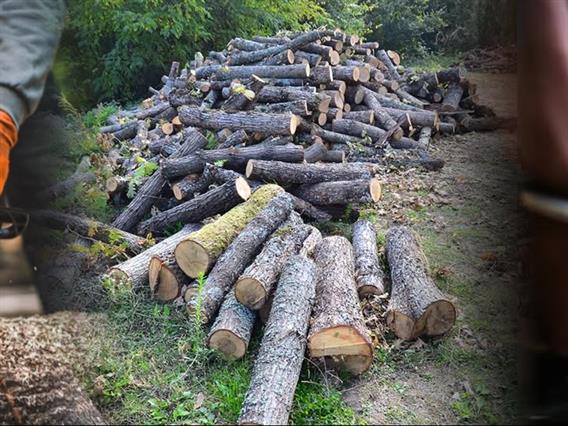 Уапсени се двајца дрвокрадци во општина Долнени