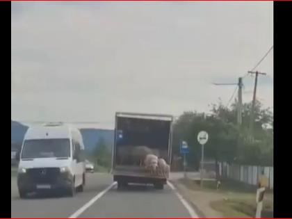 Видео: Овци паѓаат и скокаат од камион на пат во Србија 
