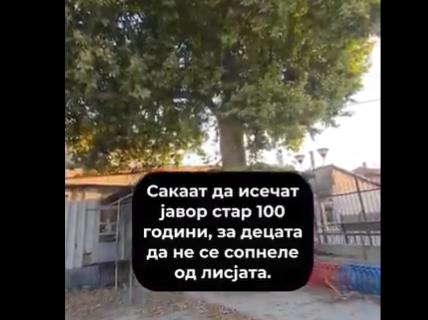 Директорката на ООУ Кочо Рацин Прилеп за сигурност на децата сака да пресече дрво старо над 100 години 