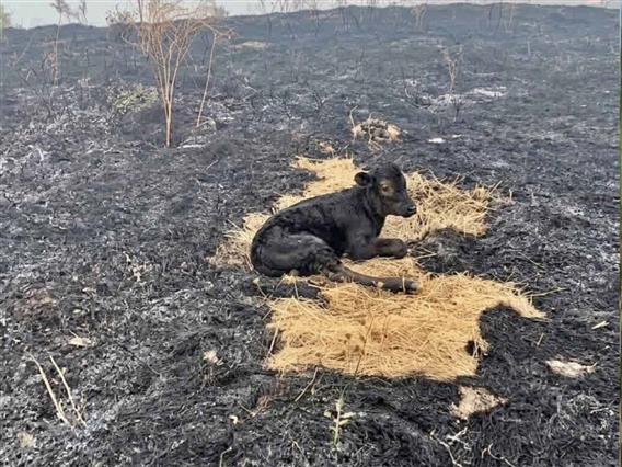 Пожарникарите спасија теле од пожарот на Китка