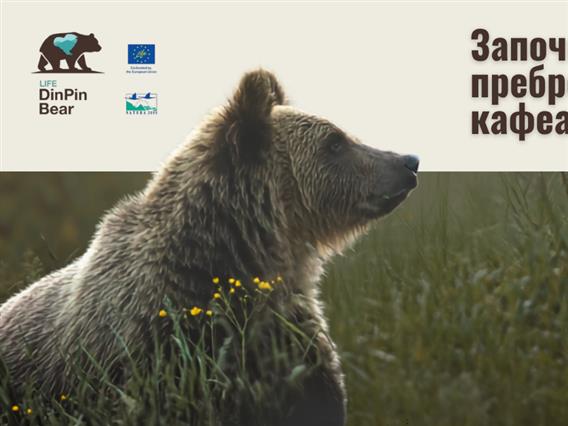 Колку мечки има во Македонија?