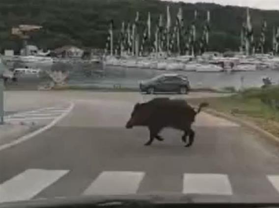 Крдо од 12 диви свињи се прошетаа низ центарот на Солун (ВИДЕО)