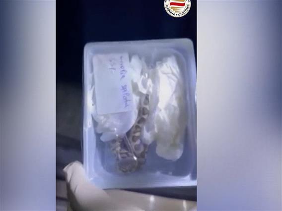 Царинска управа: На Богородица спречен шверц на заштитени видови змии 