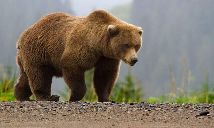 Во град во Јапонија мечка влегува по куќи и ги празни фрижидерите