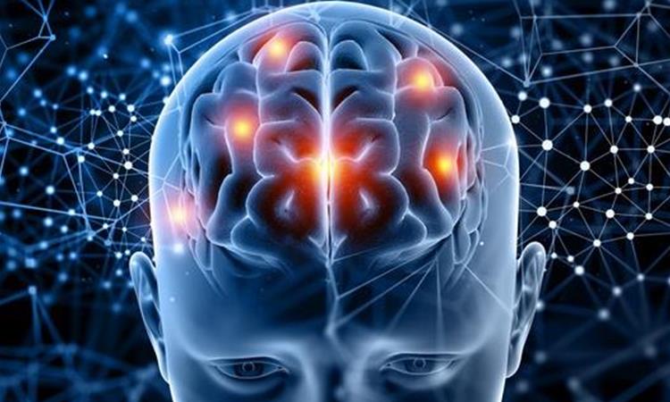 Научно истражување: Четири клучни возрасти за мозокот