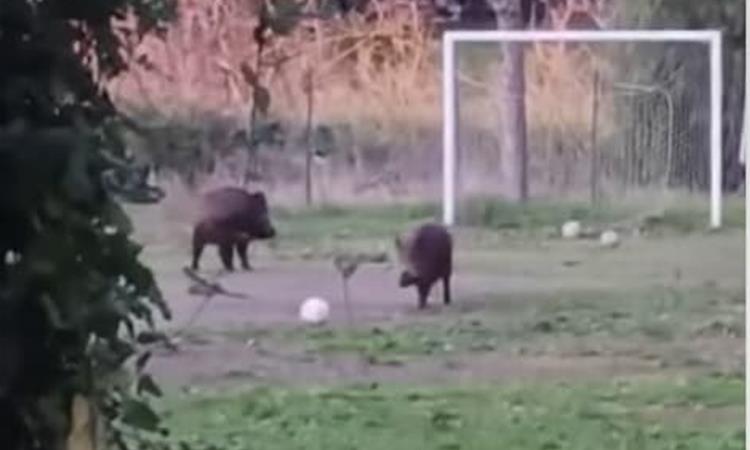 Диви свињи си играат фудбал – несекојдневна сцена во Рим (ВИДЕО)