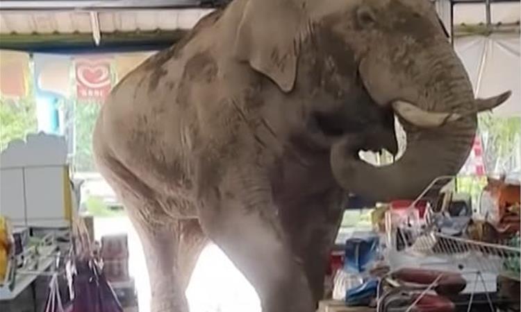 Гладен слон упадна во продавница и направи крш (ВИДЕО)
