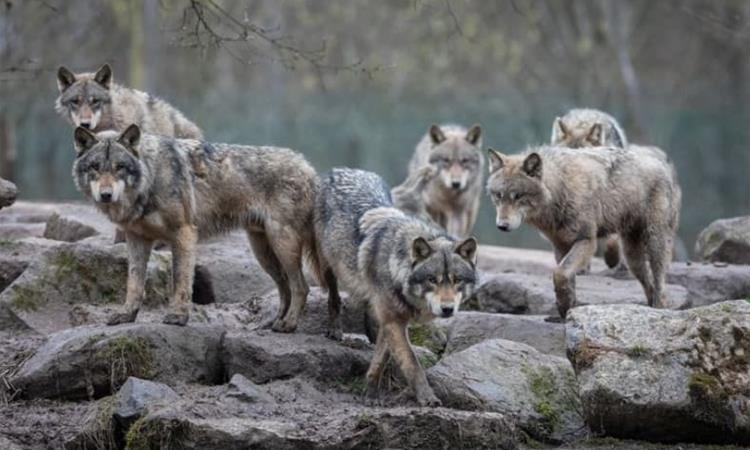 Исчезнаа повеќето волци од програмата за обнова на видот, дури и властите на Колорадо ги отстрелуваат 