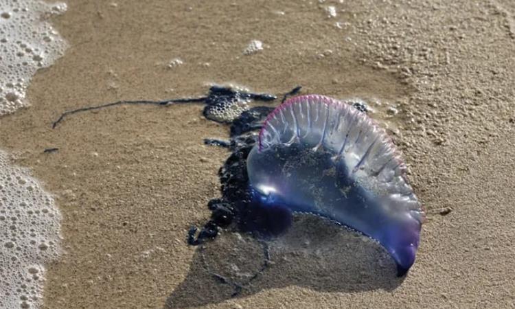 Инвазија на необични морски суштества на плажите- многумина мислат дека се медузи, но не се (ФОТО)