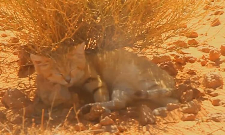 Фотограф ставил видео на Јутјуб, па случајно открил дека во Либија постои песочна мачка (ВИДЕО)