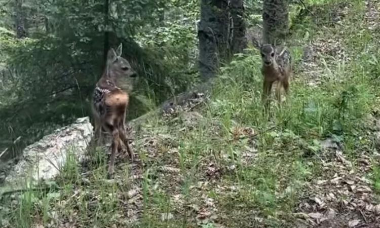 Вработените го НП Шар Планина имаа несекојдневна средба со две мали срниња (ВИДЕО)