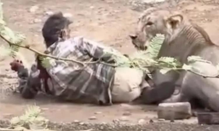 Лавица го нападна и половина час го држи во канџите- сите посматраат, додека човекот не направи нешто неочекувано (ВИДЕО)